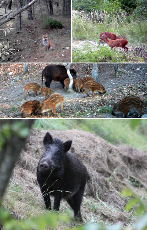 sanglier, chamois, chevreuil societe chasse rougon